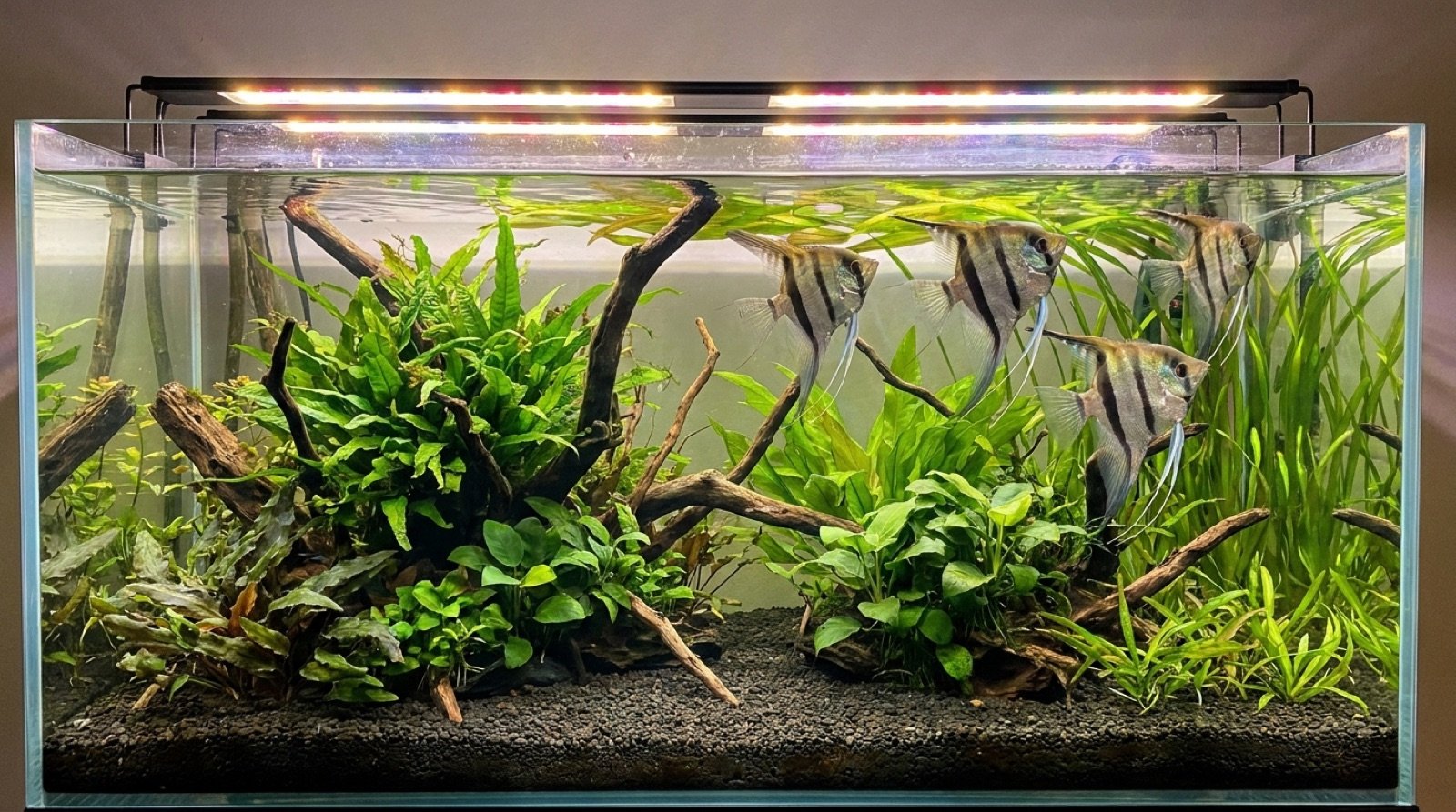 Aquarium mit Skalaren als Haustiere für Kinder